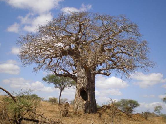 Baobab